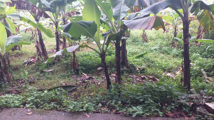 Tanah Dijual  Sulaiman Bedahan Sawangan Depok 